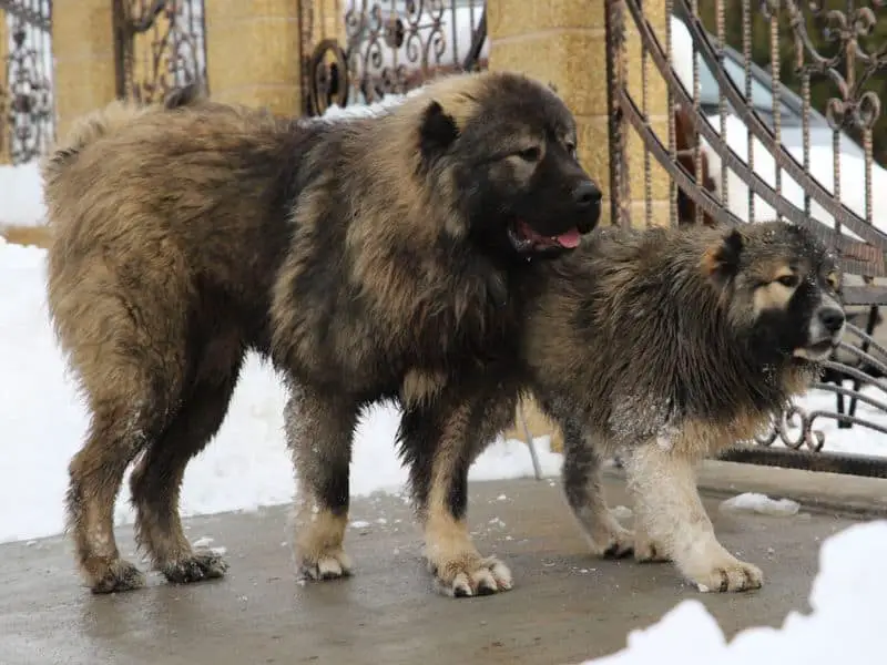 caucasian shepherd dog size