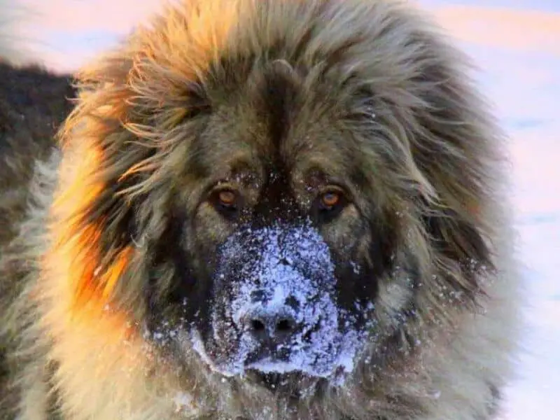 caucasian shepherd face