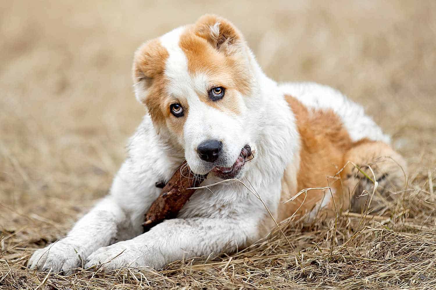 central asian shepherd dog size