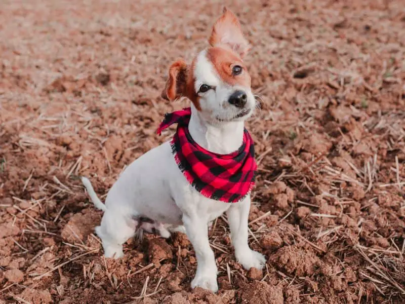 dog bandana size template