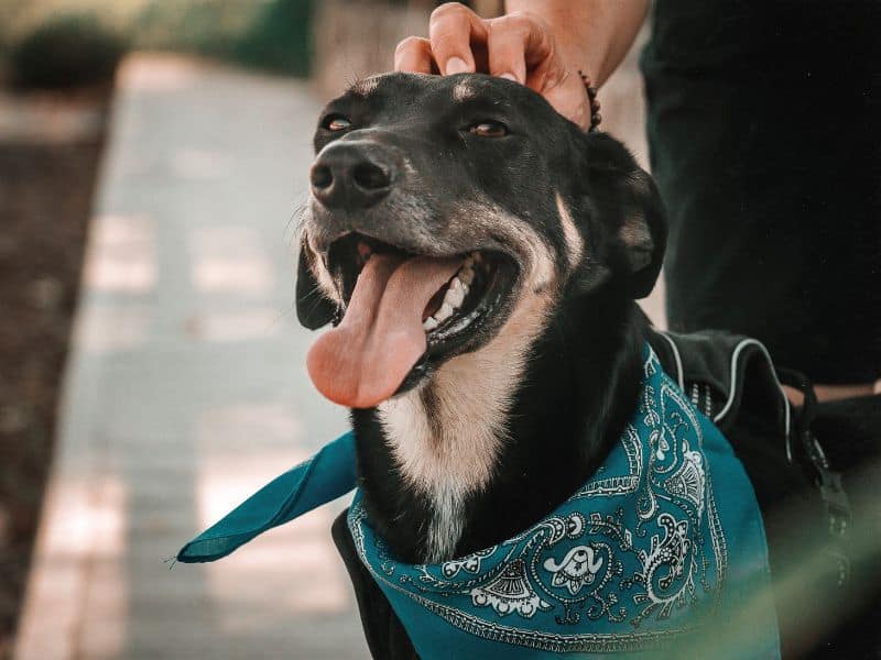 Creating Comfort: How to Use a Dog Bandana Size Template