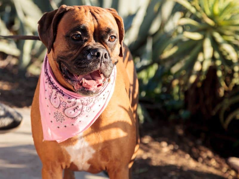 dog bandana size template