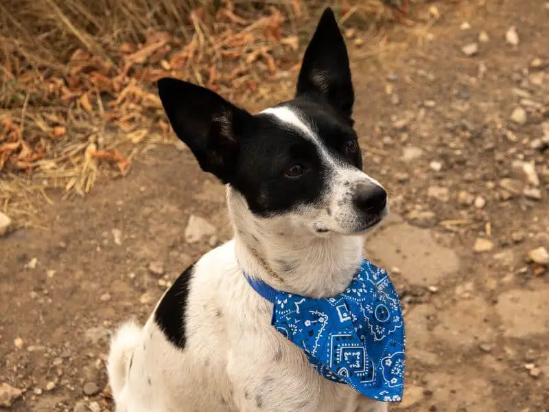 dog bandana size template