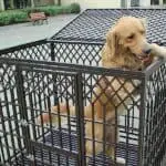dog cage - golden retriever