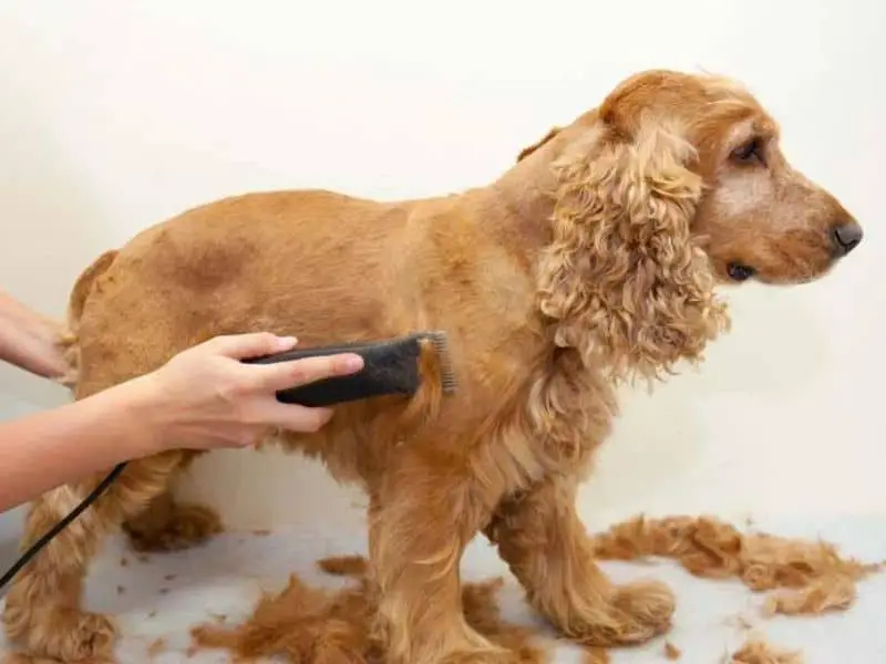 Trimming Made Easy: An Overview of Dog Clipper Blade Sizes