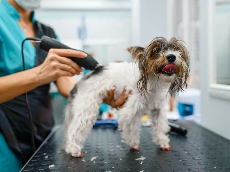 Dog Clipper Guide Combs Size Chart For a Safe and Easy Trim