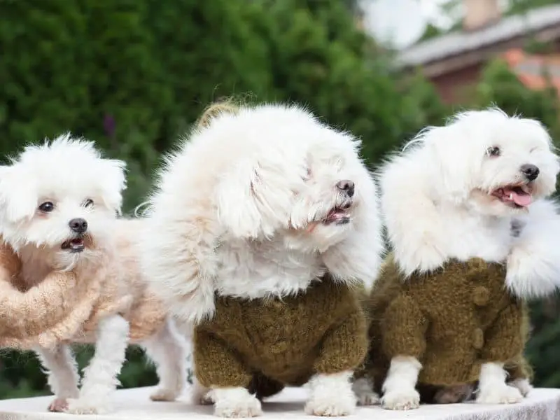 white puppies with clothes