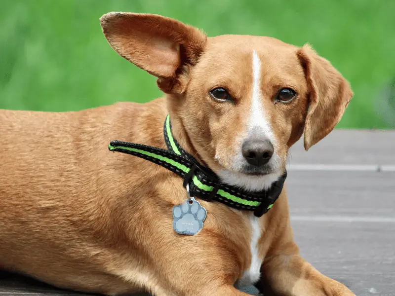 Dog Collar Size: Choosing and Finding the Right Collar