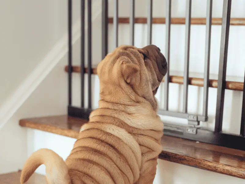dog gate guide - gate on stairs