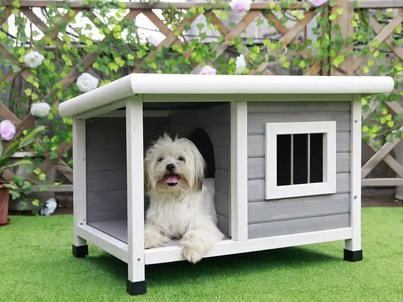 dog house size