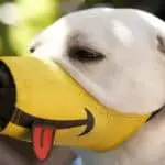 dog muzzle size chart - cute muzzle