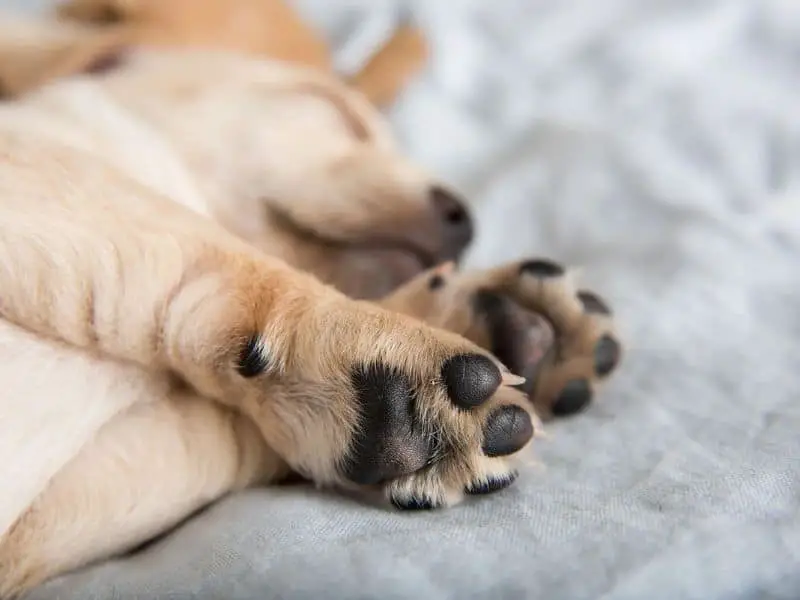 dog paw size chart
