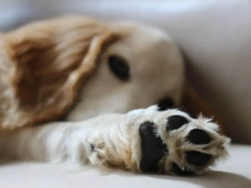 dog paw size chart
