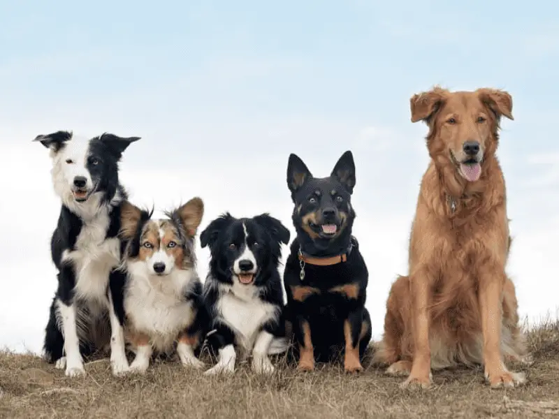 Dog Size Comparison: How Does Your Pooch Measure Up?