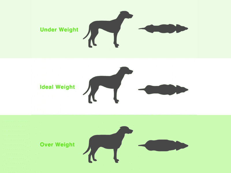 dog size calculator by breed