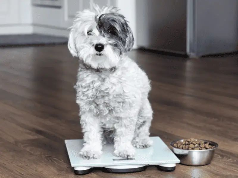 Dog Size by Weight: A Quick Guide for Owners