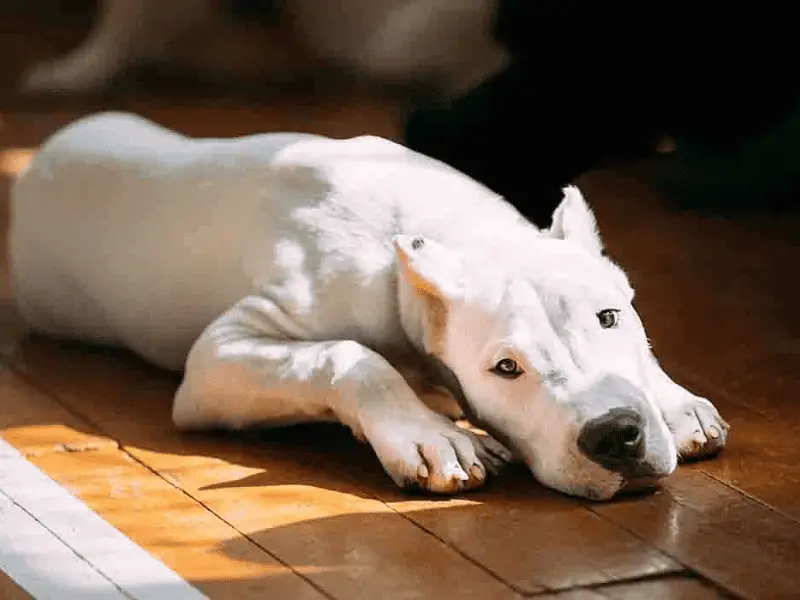 dogo argentino size