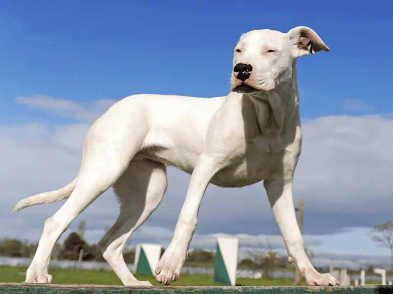 dogo argentino size