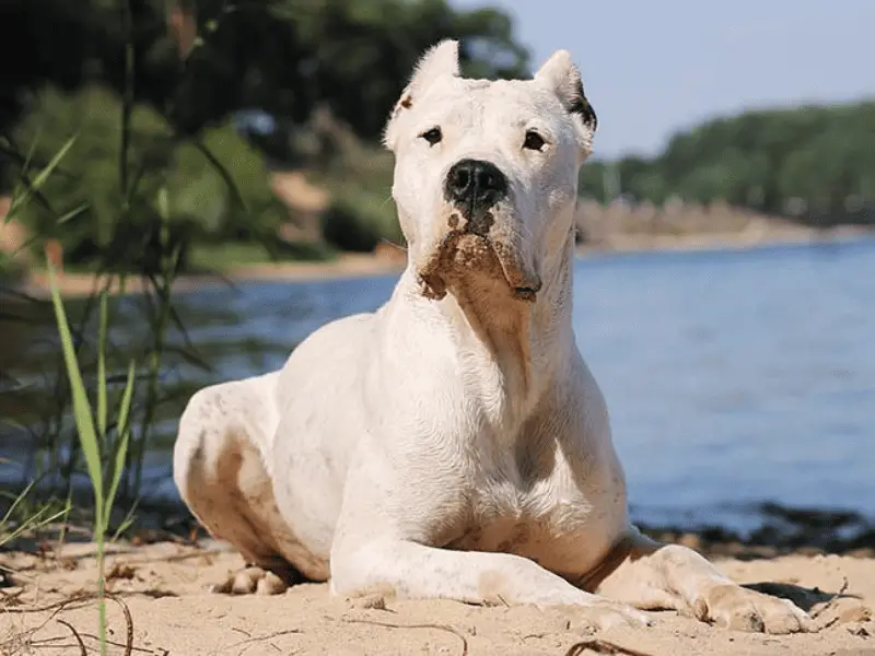 dogo argentino-lying down