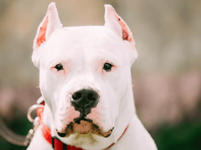 dogo argentino size