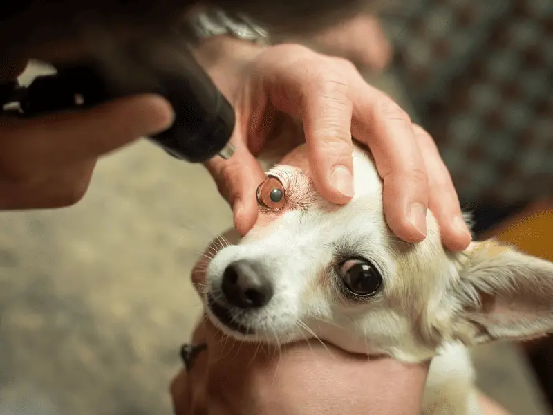 My Dog’s Pupils are Different Sizes: Should I Worry?