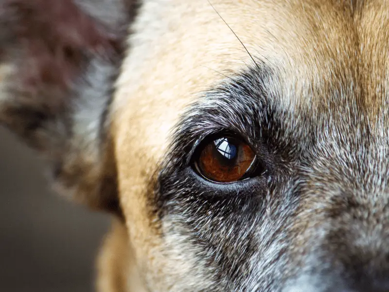 my dog's pupils are different sizes