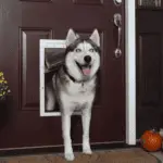 Extra Large Dog Doors