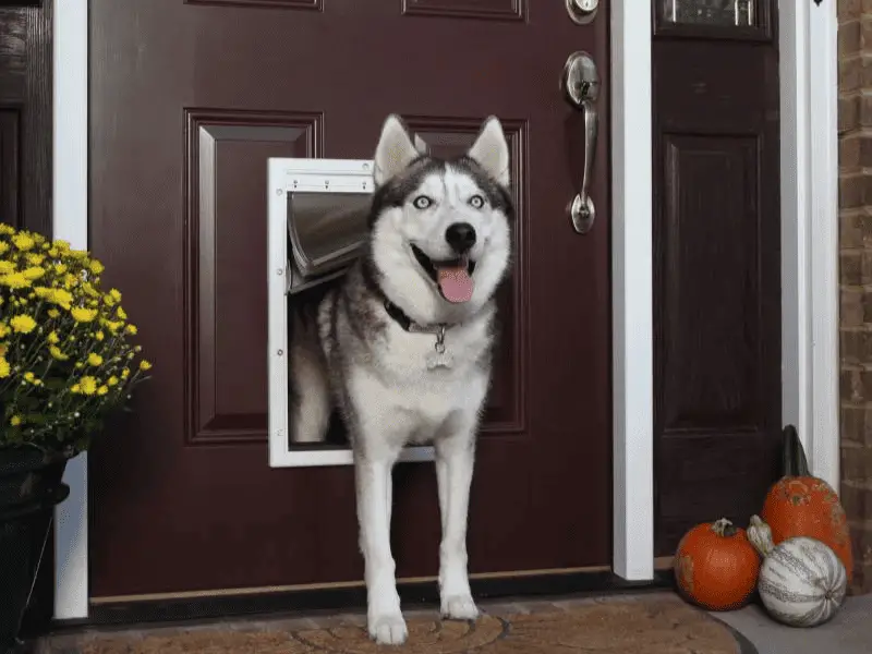 Extra Large Dog Doors: What to Consider When Buying?
