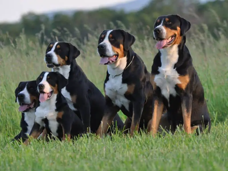 Greater Swiss Mountain Dog Size and Facts About These Breeds
