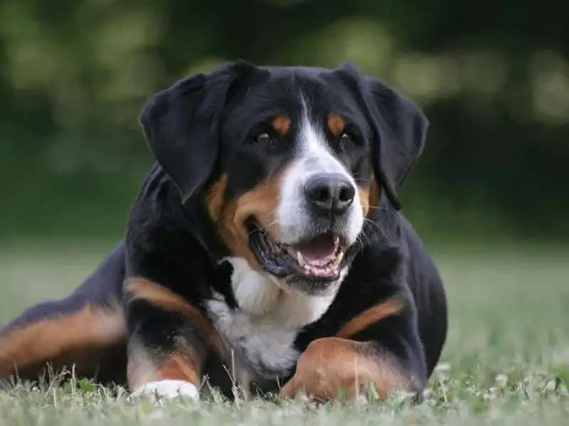 greater swiss mountain dog size