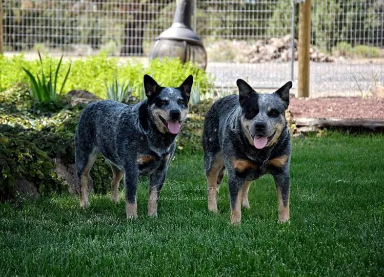 Australian cattle dog size