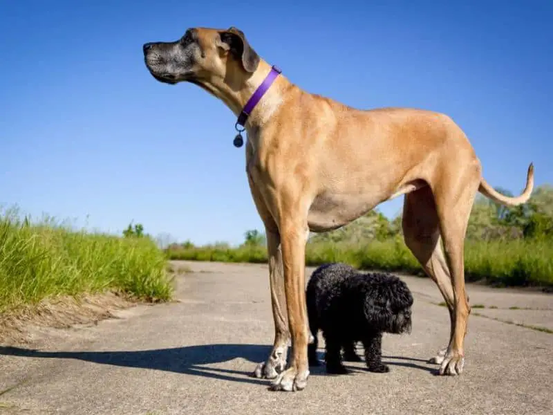 A Glimpse At Horse Sized Dogs: Larger Than Life Canines