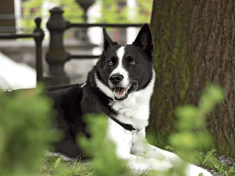 karelian bear dog size