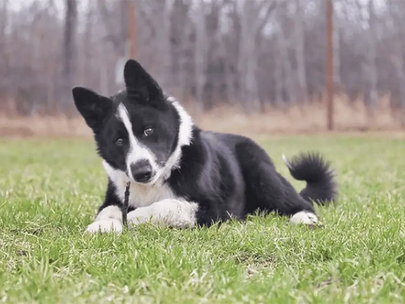 karelian bear dog size