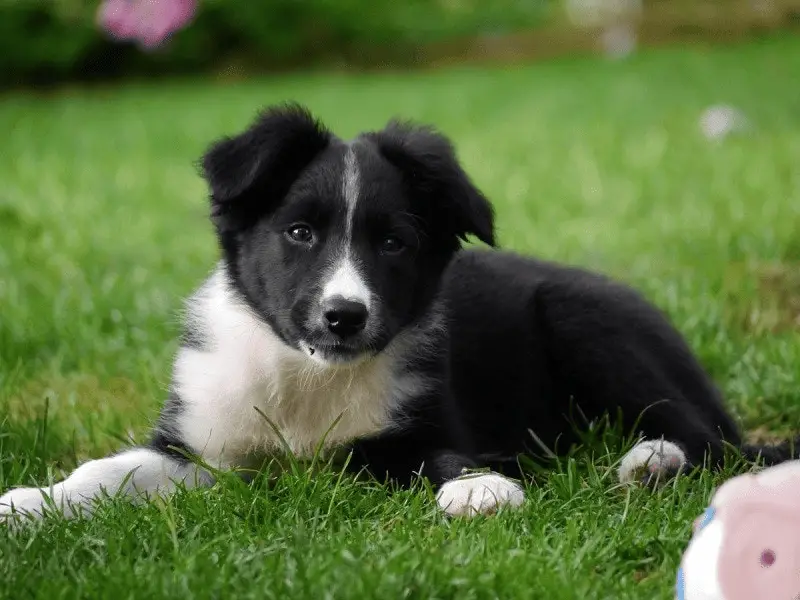 karelian bear dog size