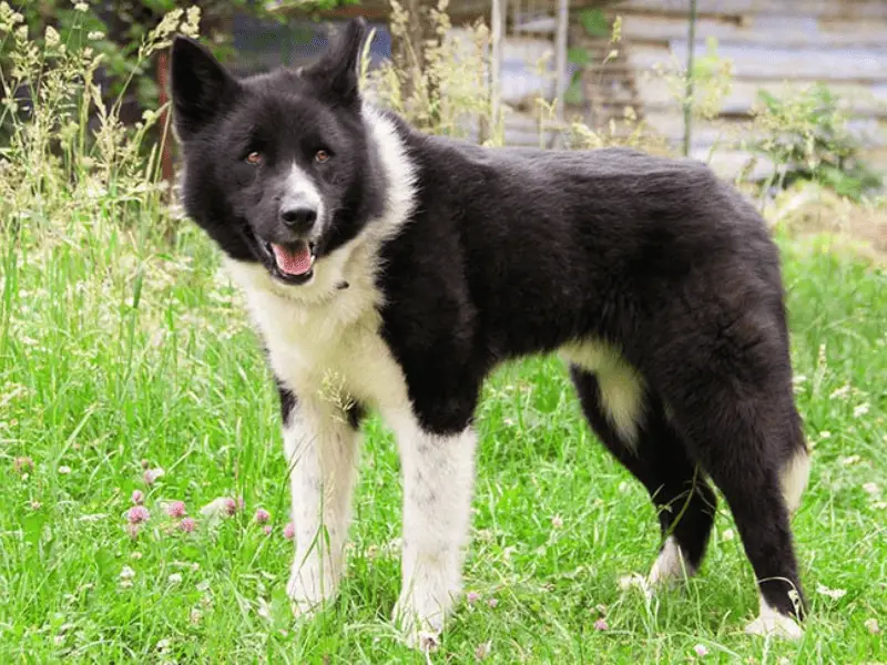 karelian bear dog-grasses