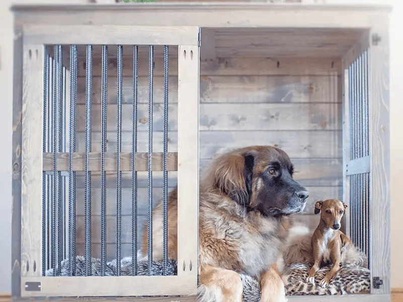 Kennel Size for Large Dog: A Must-Know for Pet Parents