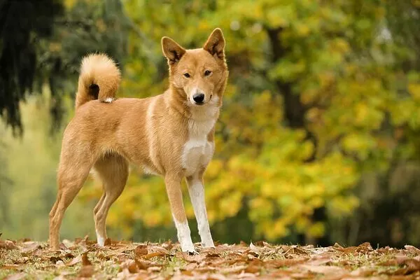 canaan dog size