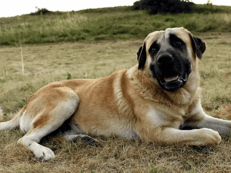 male kangal dog size