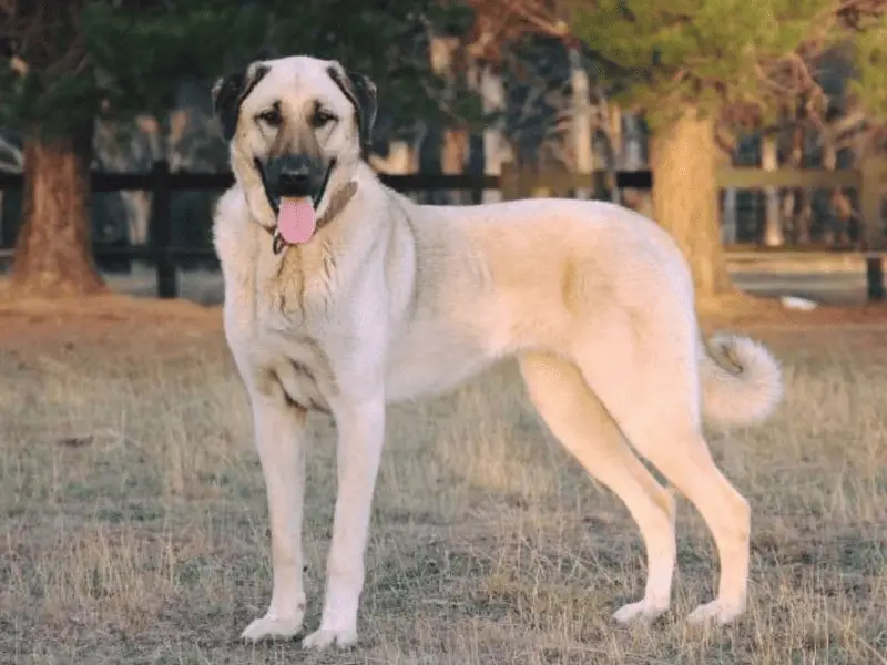 Male Kangal Dog Size: Get to Know this Gentle Giant