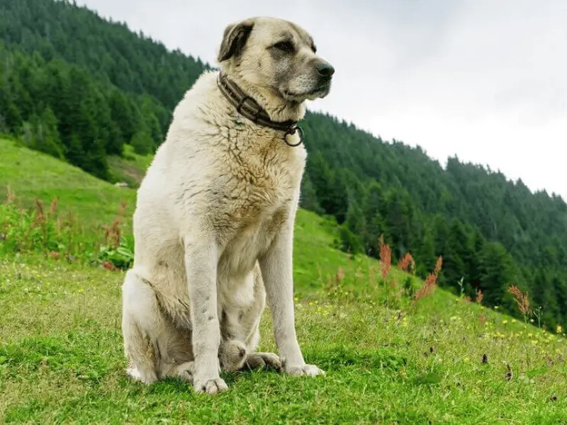 male kangal dog size