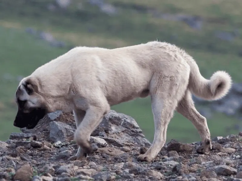 male kangal dog size