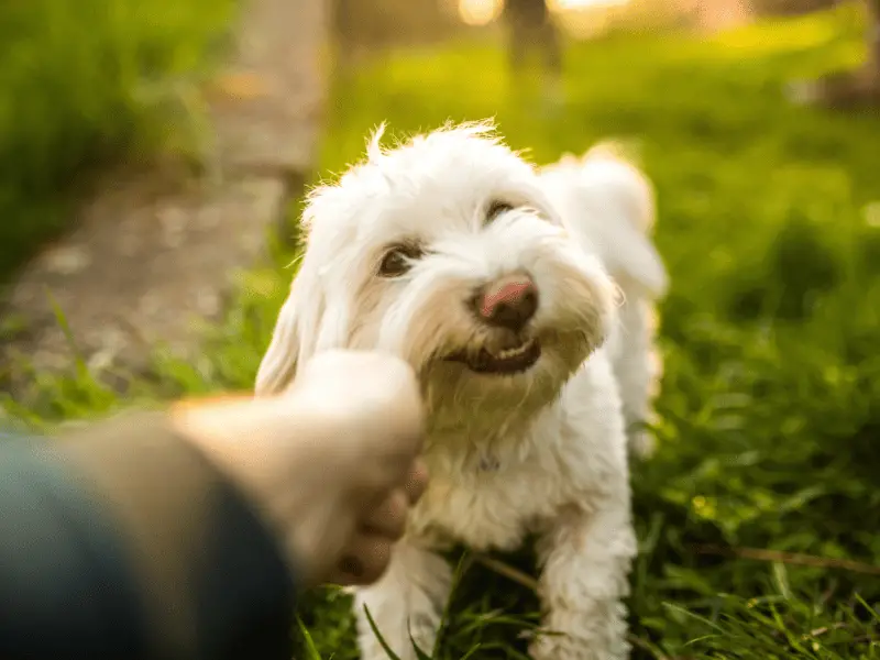 maltese dog size