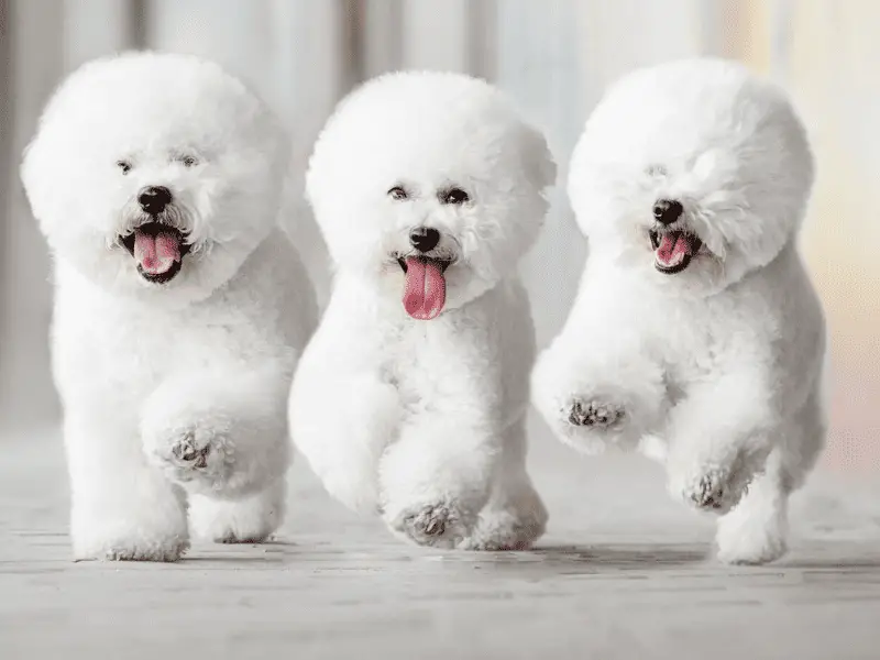 mid sized hypoallergenic dogs
