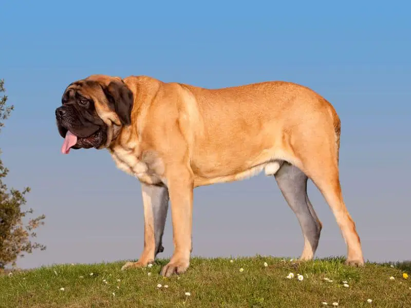 mountain lion-big dog