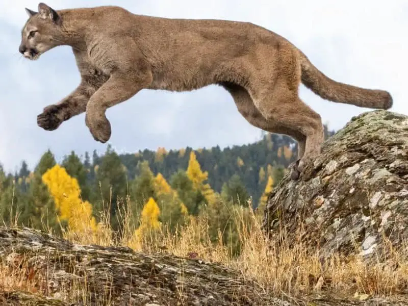 mountain lion-jumping