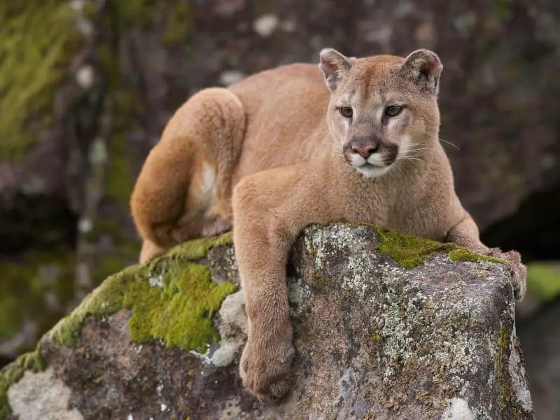 mountain lion - on rock