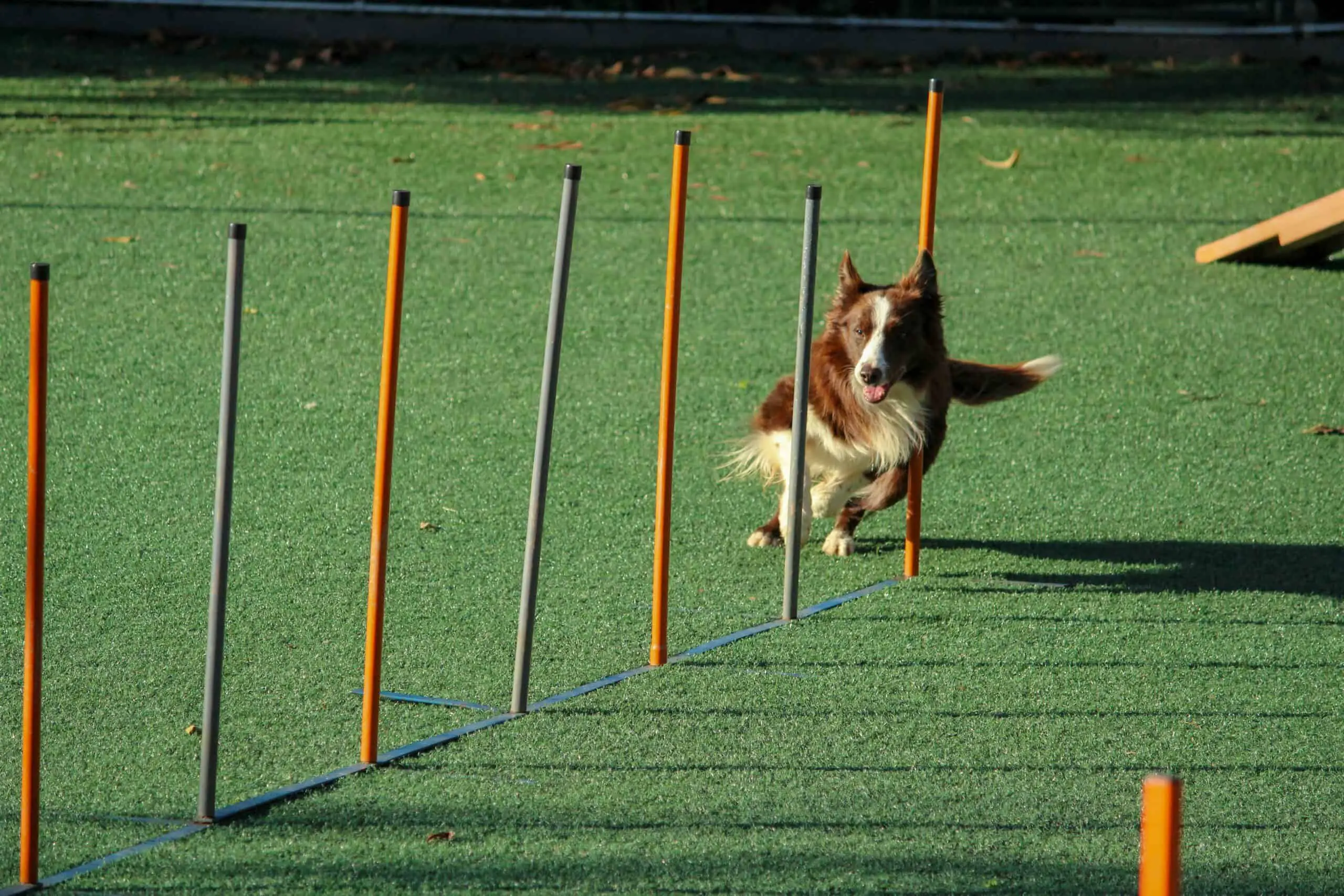 Training Small Dogs: How To Know if Small Dogs Or Large Dogs Are More Difficult?