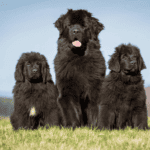newfoundland dog-family