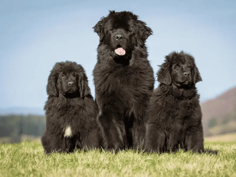 Newfoundland Dog Size and All Facts About this Gentle Giant